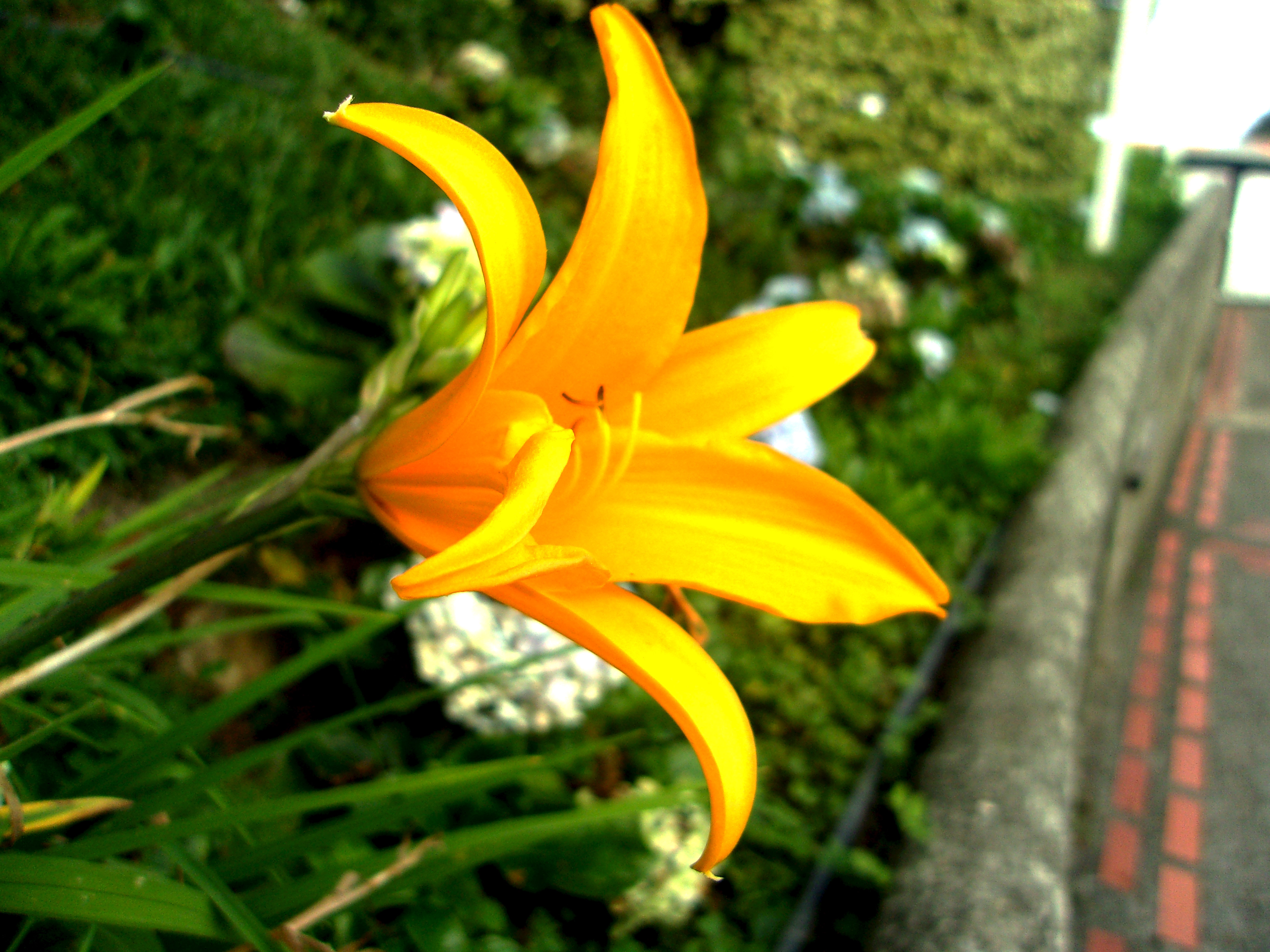 FOTOGRAFÍA: Flor de Azucena