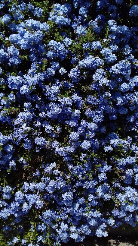 Galería de flor jazmín azul